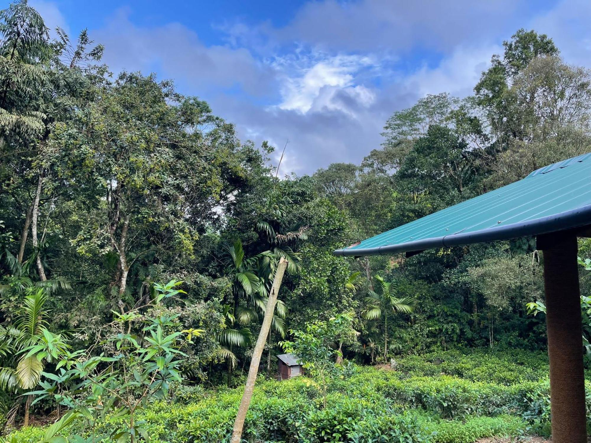 Rainforest Cabin Deniyaya Exterior foto